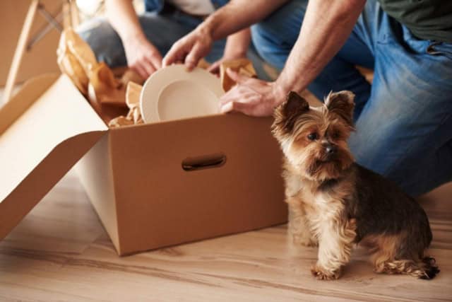 Moving with Pets: A Complete Preparation Guide Outline