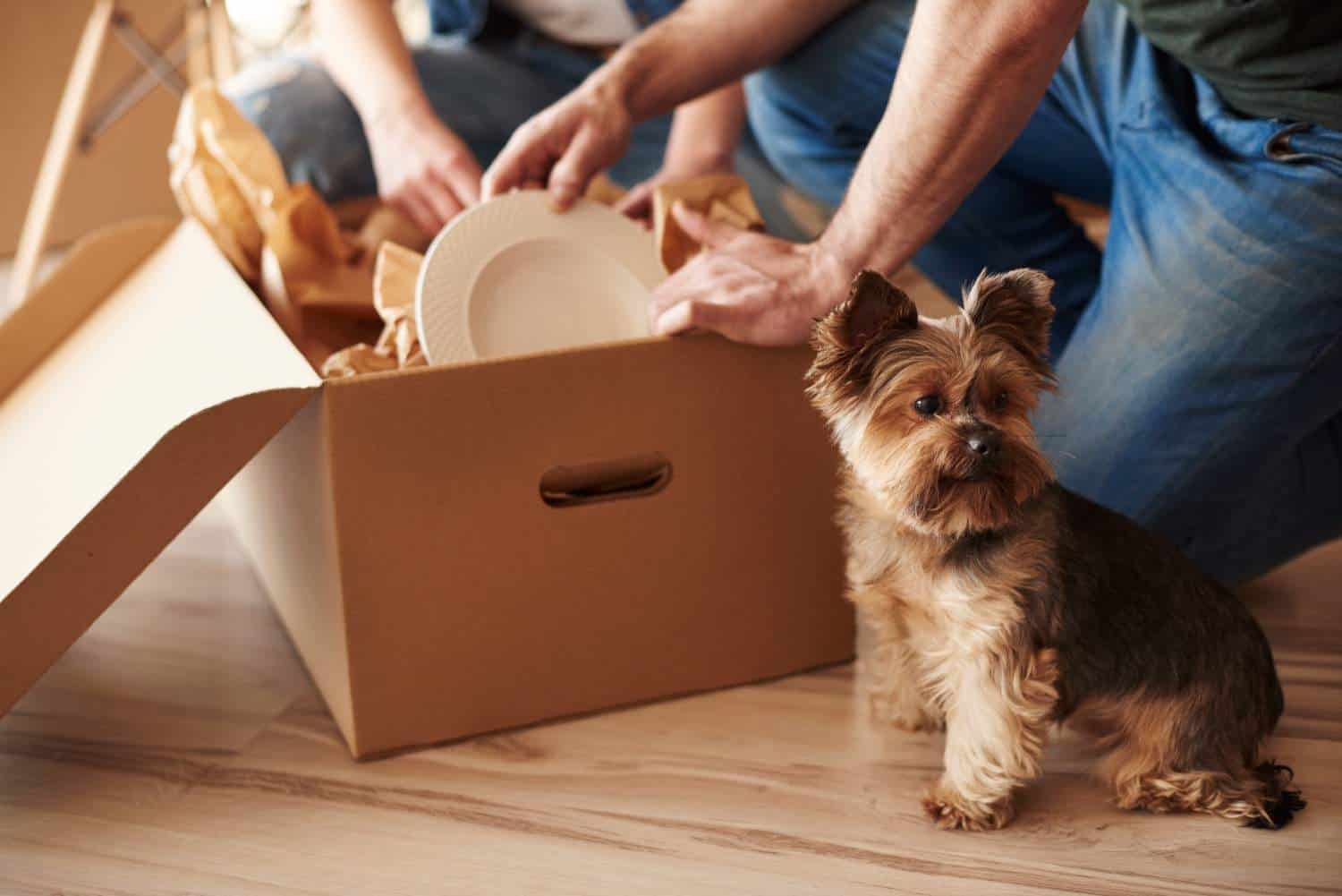 Moving with Pets: A Complete Preparation Guide Outline